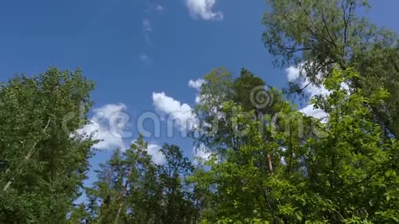 蓝天背景下高树顶部移动的美丽景色视频的预览图