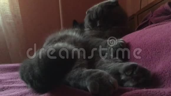 一只苏格兰褶皱的灰猫躺在床头视频的预览图