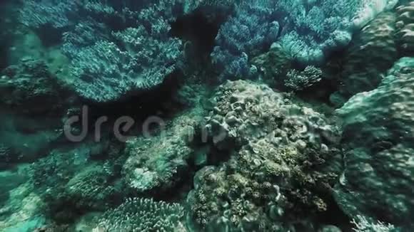 碧海之下美丽的珊瑚礁视频的预览图