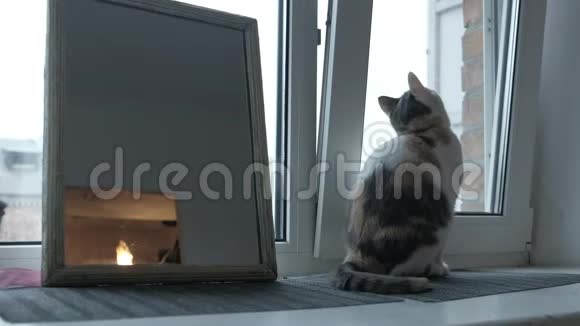 可爱的橙色猫坐在窗户旁边在一个好天气里看着外面的阳光猫是视频的预览图