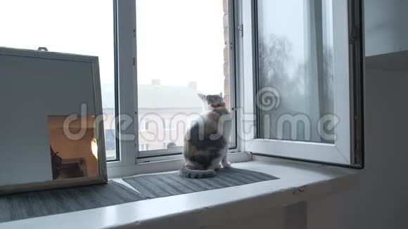 可爱的橙色猫坐在窗户旁边在一个好天气里看着外面的阳光猫是视频的预览图