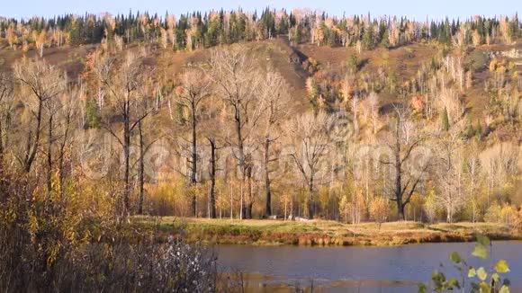 在一个温暖的秋日一个池塘风中有一股小水流美丽的秋树视频的预览图