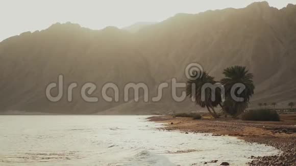 日落过海棕榈树在海滩和沙漠山脉的背景慢动作全高清视频的预览图