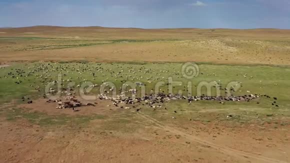 蒙古牧场放牧牧群视频的预览图