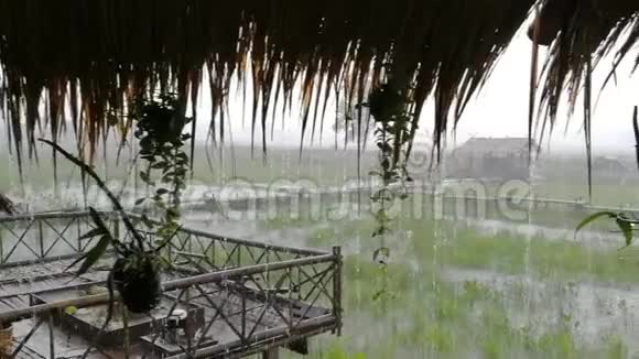 外面下着雨在雨季的稻田里雨和风噪音和树木视频的预览图