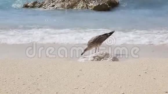 希腊帕索斯爱奥尼亚群岛海滩的海鸥视频的预览图
