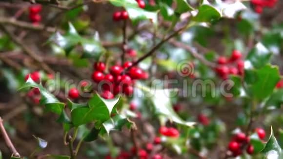 圣诞冬青树枝上有红色浆果果实视频的预览图
