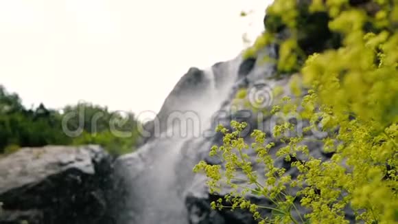 浅绿色的花朵和大石头在格鲁吉亚山夏季在斯洛文尼亚视频的预览图