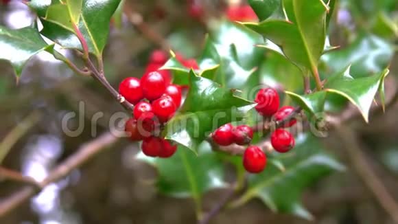 圣诞冬青树枝上有红色浆果果实视频的预览图