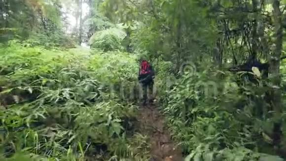 旅行的人带着背包在热带森林的小径上行走而在野生丛林中旅行游客徒步旅行视频的预览图
