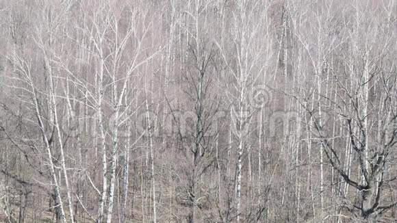 春天白桦林中裸露的黑橡树景视频的预览图