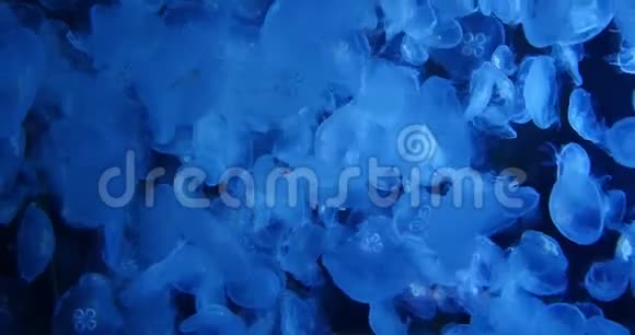 普通水母或月水母乌雷利亚极光游泳实时视频的预览图