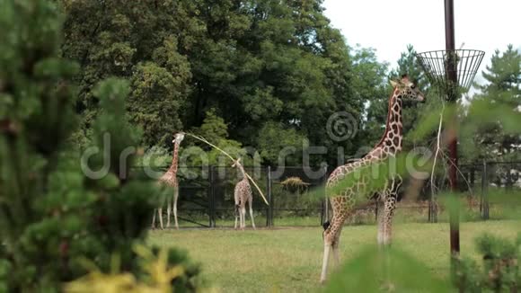 动物园长颈鹿在篱笆上从槽中散步吃草视频的预览图