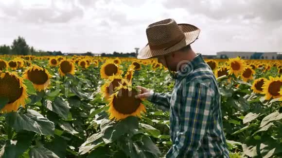 快乐的农夫把帽子戴在向日葵上视频的预览图