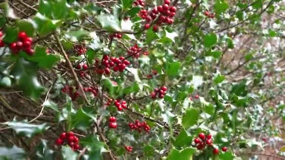 圣诞冬青树枝的背景视频的预览图