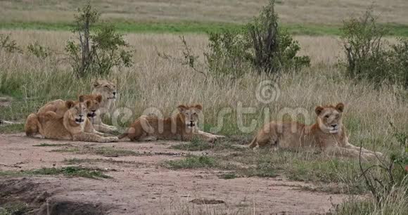 非洲狮子潘特拉狮子母亲和幼崽躺在肯尼亚内罗毕公园实时视频的预览图