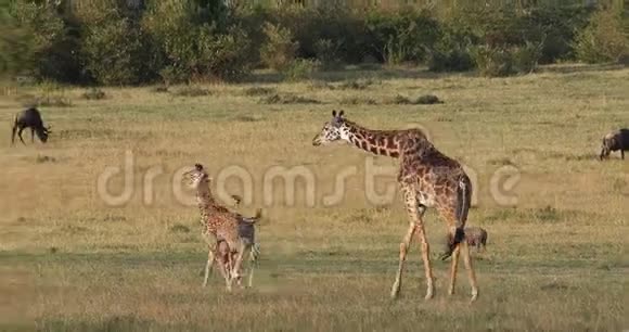 马塞长颈鹿长颈鹿骆驼母鲸和小牛在肯尼亚马塞马拉公园萨凡纳行走实时视频的预览图