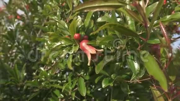 石榴树在开花从花到果实转化视频的预览图