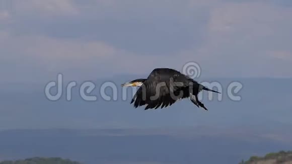 肯尼亚的巴林戈湖白生沙棘飞行成人视频的预览图