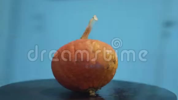 孤立的新鲜大橙色圆形南瓜放在房间里的黑色圆桌上视频的预览图