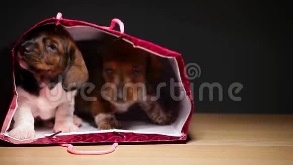 小狗肖像礼品包高清镜头视频的预览图