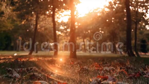 4K秋春主题阳光和树叶在明亮的日子里种植视频的预览图