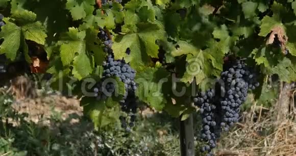 法国东南部阿尔皮勒的葡萄酒和一串葡萄实时视频的预览图