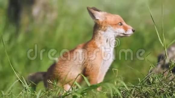 可爱的红狐狸幼崽坐在草地上环顾四周外阴视频的预览图