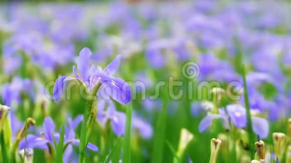 紫罗兰鸢尾花鸢尾草模糊的绿色自然花园背景视频的预览图
