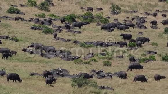 非洲布法罗夏凡纳肯尼亚马赛马拉公园视频的预览图