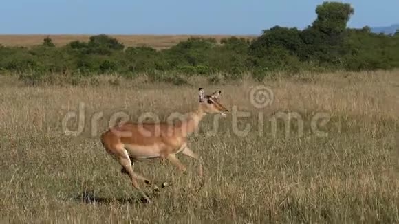 Impalaamelampus穿过热带草原的女性肯尼亚马赛马拉公园视频的预览图