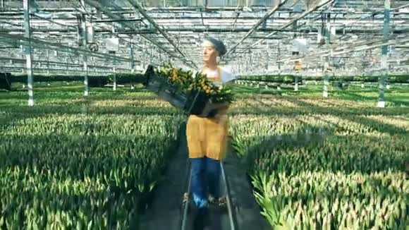 快乐的温室工人拿着郁金香的篮子走在室内视频的预览图