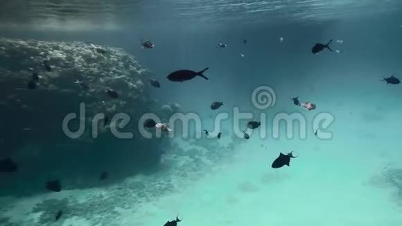 蓝色泻湖鱼的轮廓在穿过水面的阳光下游泳慢动作特写视频的预览图