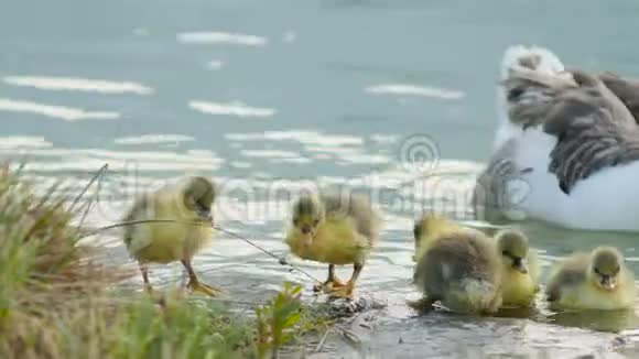 下午鹅妈妈和黄鸭子在湖边散步视频的预览图