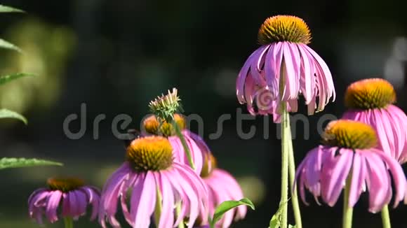 夏天的粉红色雏菊花和蜜蜂视频的预览图