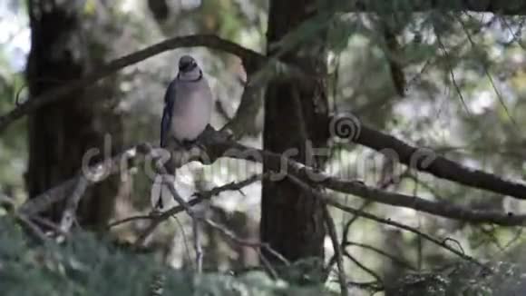 蓝杰栖息在树枝上视频的预览图