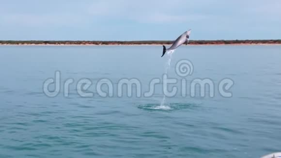 海豚靠近海草视频的预览图