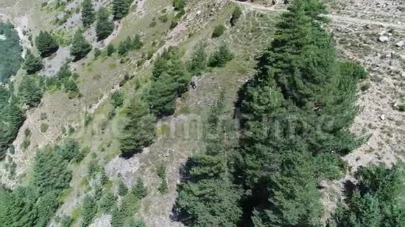 美丽的山坡和高大的松树视频的预览图