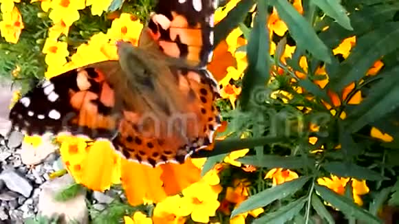 一年一度花圃上美丽的昆虫蝴蝶视频的预览图