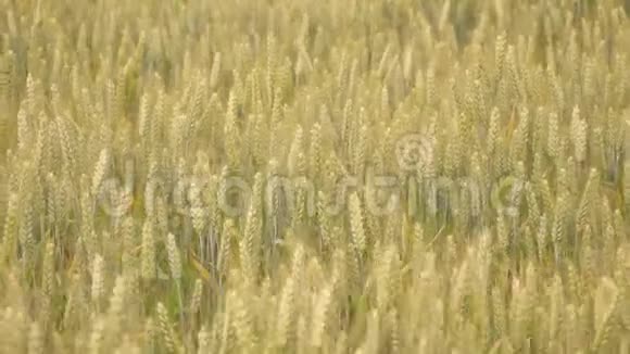 小麦种植金底移动4K镜头视频的预览图