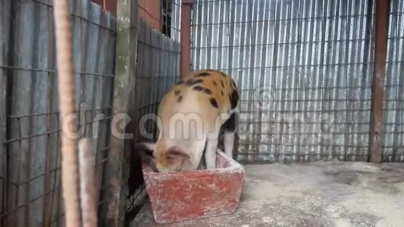 猪在农场的猪圈里吃东西视频的预览图