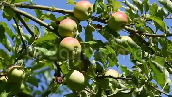 多汁的苹果在早午餐上生长和挥舞视频的预览图