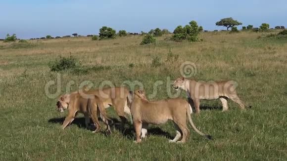 非洲狮子潘特拉里奥女性穿过萨凡纳在肯尼亚的茨沃公园视频的预览图