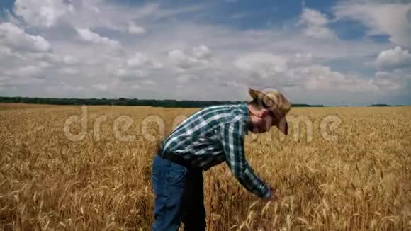 快乐的农夫检查小麦种植园视频的预览图