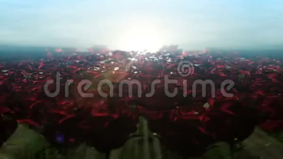 美丽的早晨沿着玫瑰的田野前进视频的预览图