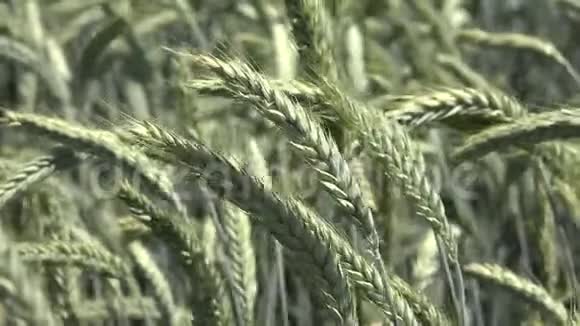 日落时的黑麦麦穗农田谷物谷物收获视频的预览图