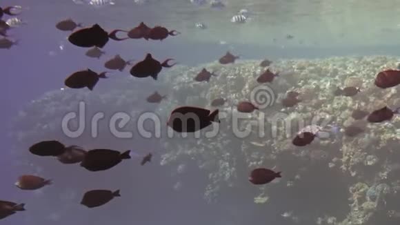 五颜六色的鱼在他们的栖息地游泳靠近相机水下拍摄背景是一片五颜六色的珊瑚礁这就是视频的预览图