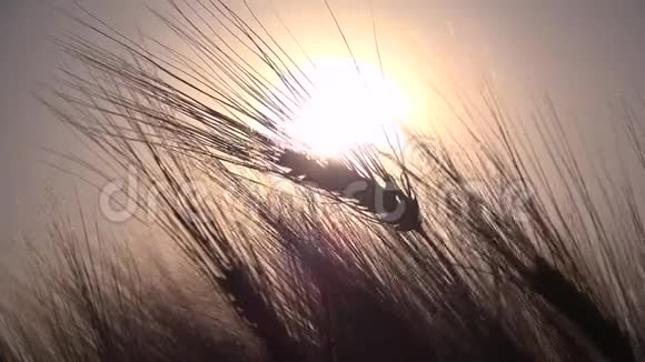 日落时的小麦农田谷物谷物收获视频的预览图