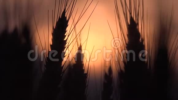 农业田日落小麦穗谷物谷物收获视频的预览图
