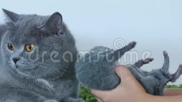在人类手中可爱的一天小猫视频的预览图